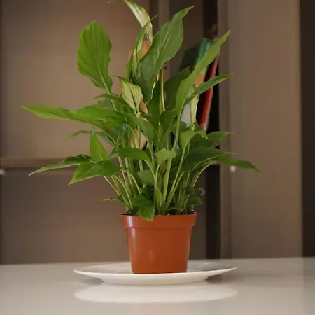 アパート Tokaapartment