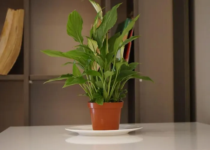 Apartmán Tokaapartment